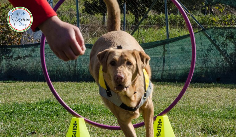 Sport - H2A Rescue Dog