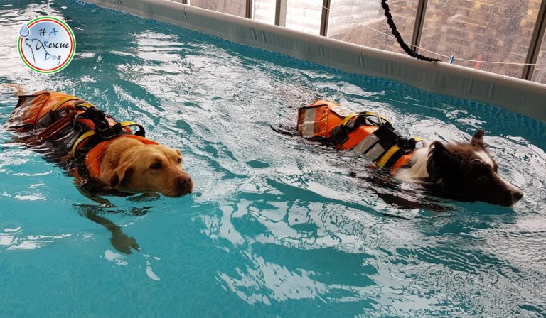 Piscina - H2A Rescue Dog