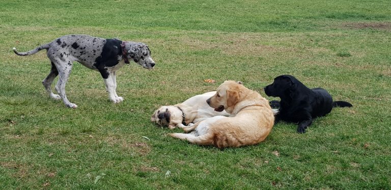 Classe di interazione sociale - H2A Rescue Dog